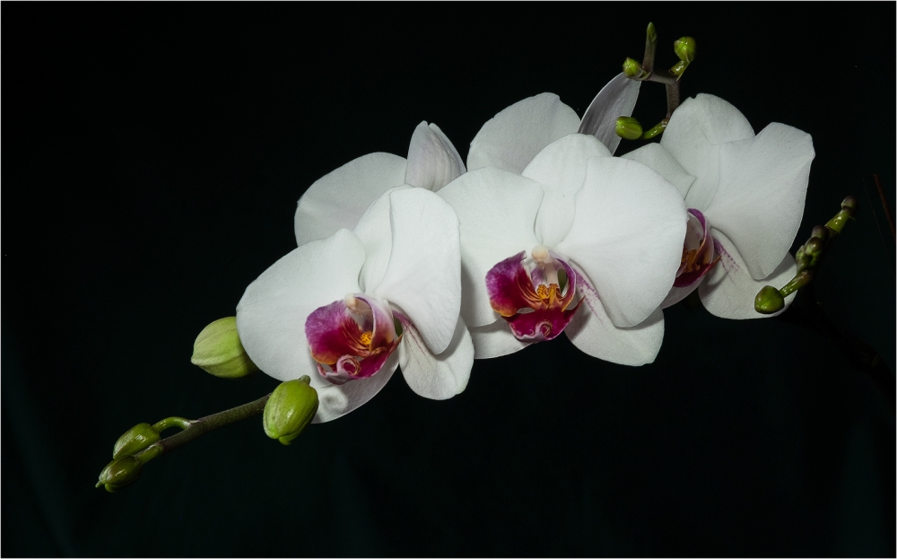 Ruby Phalaenopsis